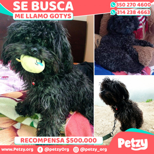 Foto de mascota Gotys