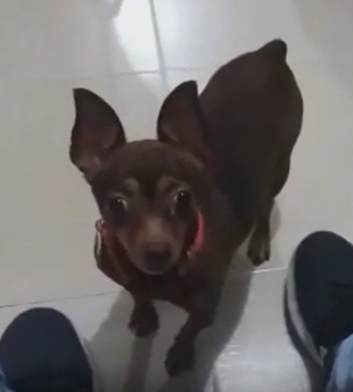 Niña