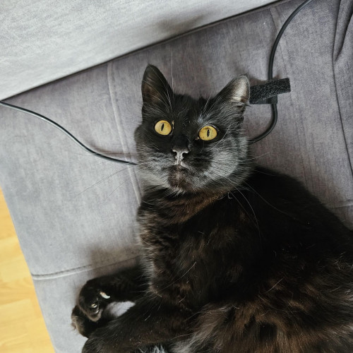 Anubis