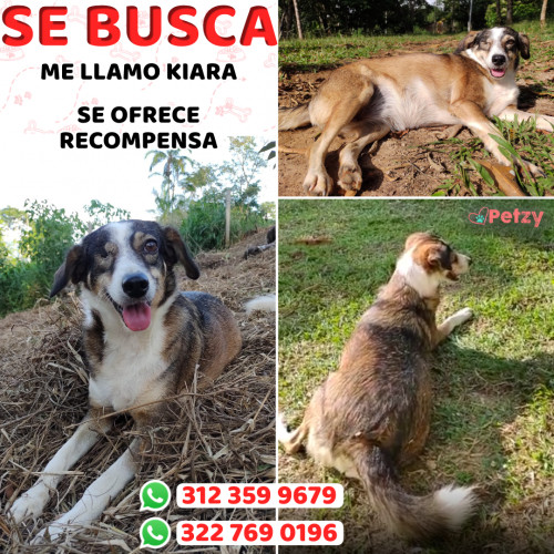 Foto de mascota Kiara