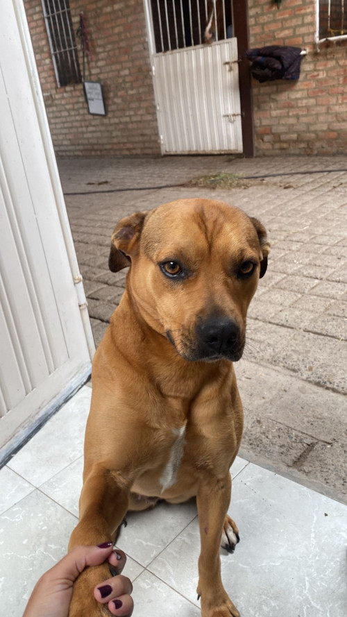 Canela 