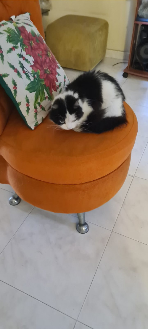 Orea