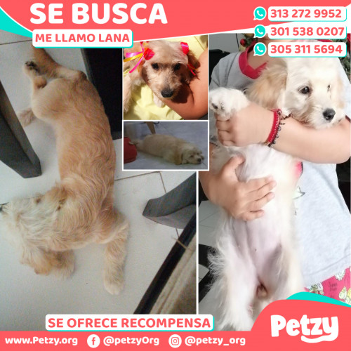 Foto de mascota Lana