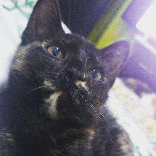 Morita