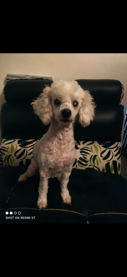 Nala