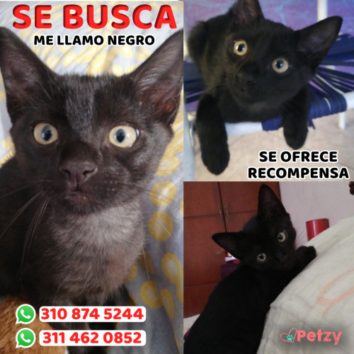 Foto de mascota Negro