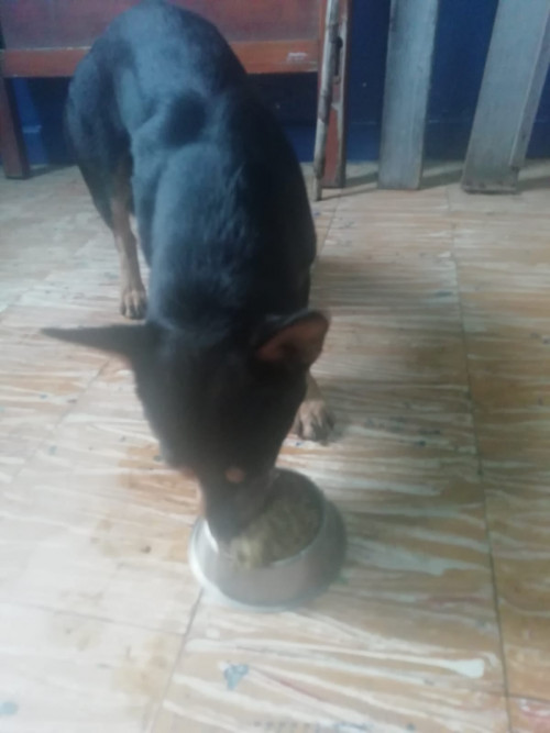 Negrito
