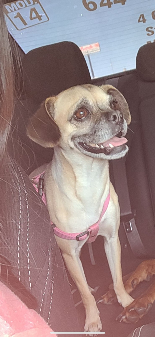 Panchita