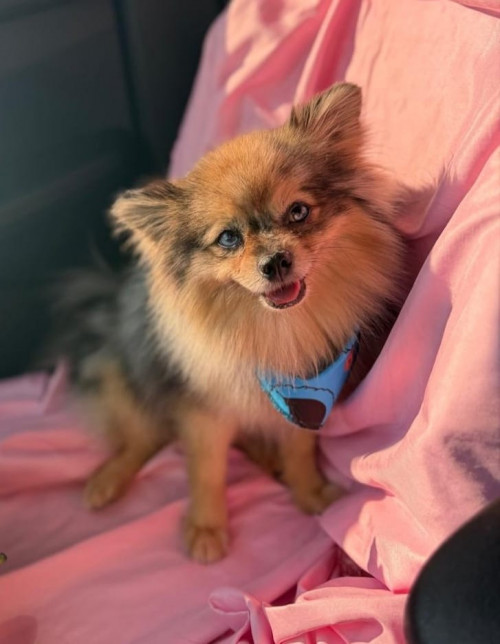 Max