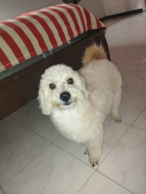 Max