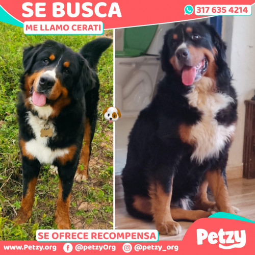 Foto de mascota Cerati