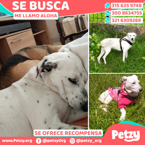 Foto de mascota Aloha