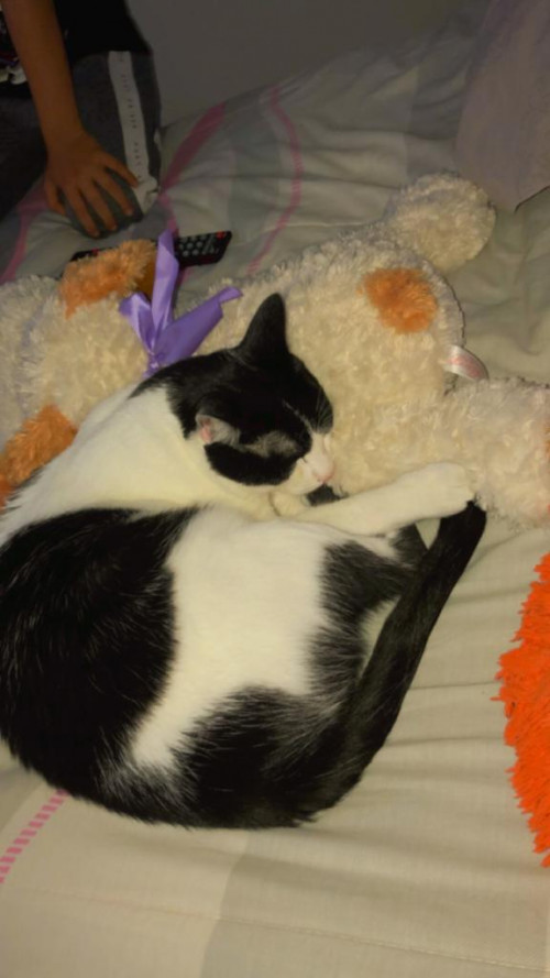Garfield 