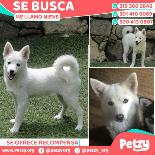 Foto de mascota Nieve