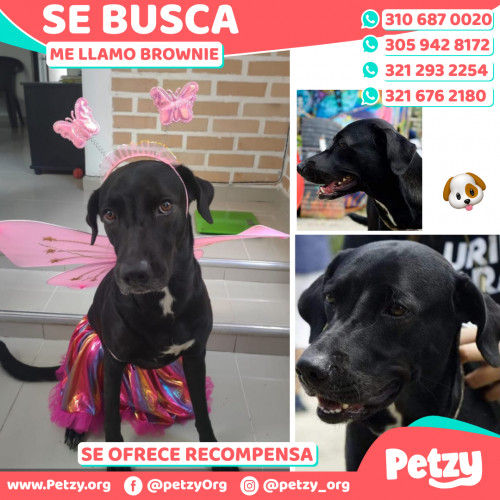 Foto de mascota Brownie