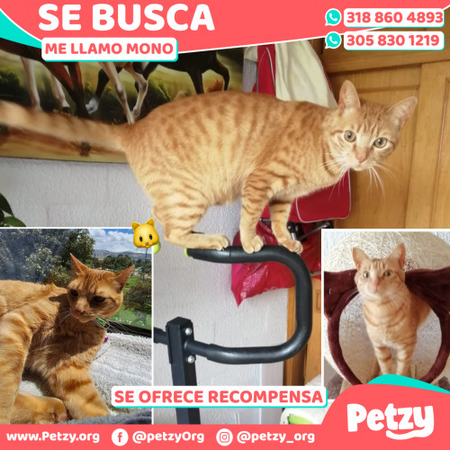 Foto de mascota Mono