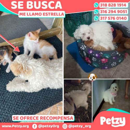 Foto de mascota Estrella