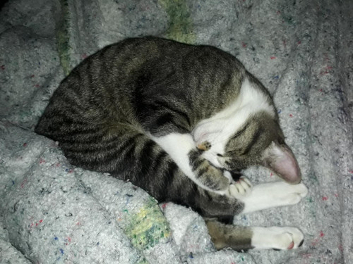Maximo