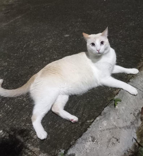 Kiro