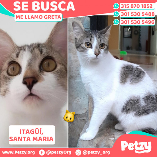 Foto de mascota Greta
