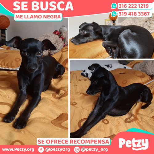 Foto de mascota Negra