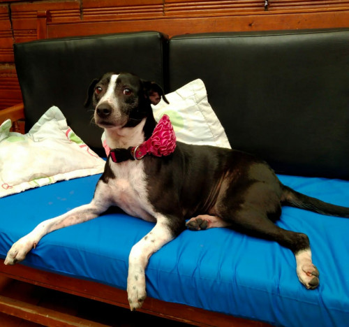 Negra