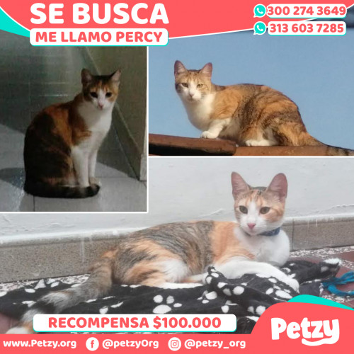 Foto de mascota Percy