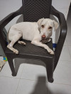Foto de Blanquita en Cartagena de Indias Bolívar #0