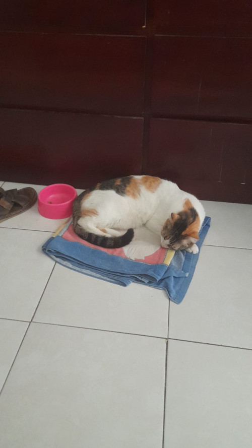 Nala
