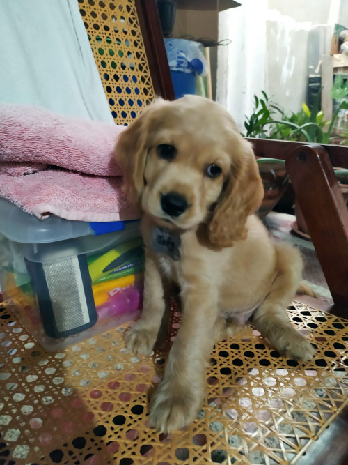 Toby