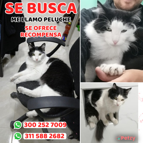 Foto de mascota Peluche