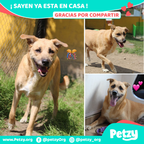 Foto de mascota Sayen