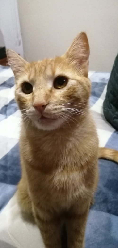 Leão