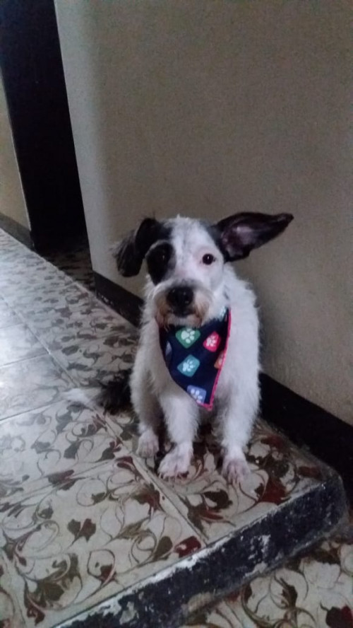 Peluche