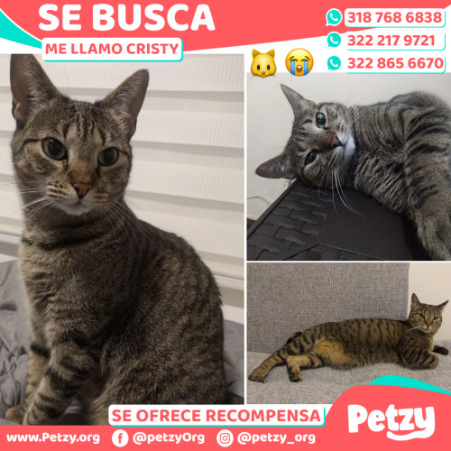 Foto de mascota Cristy