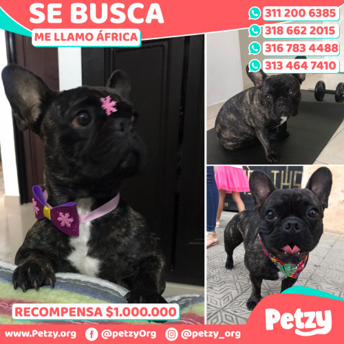 Foto de mascota África