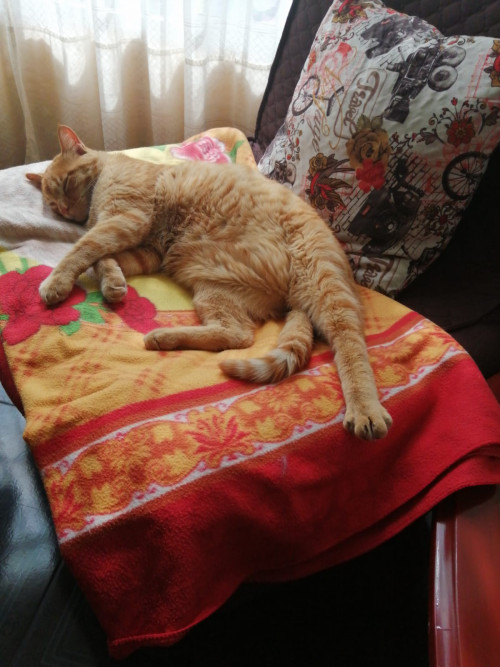 Nacho