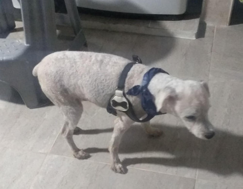 Simón