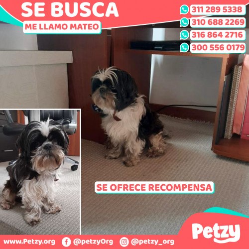 Foto de mascota Mateo