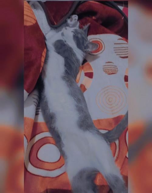 Milo