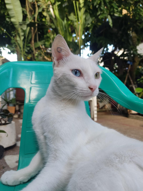 Fresa
