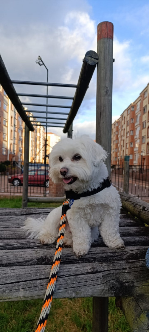 Max
