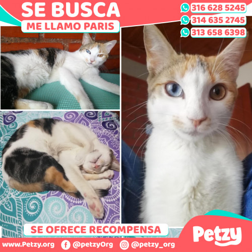 Foto de mascota Paris