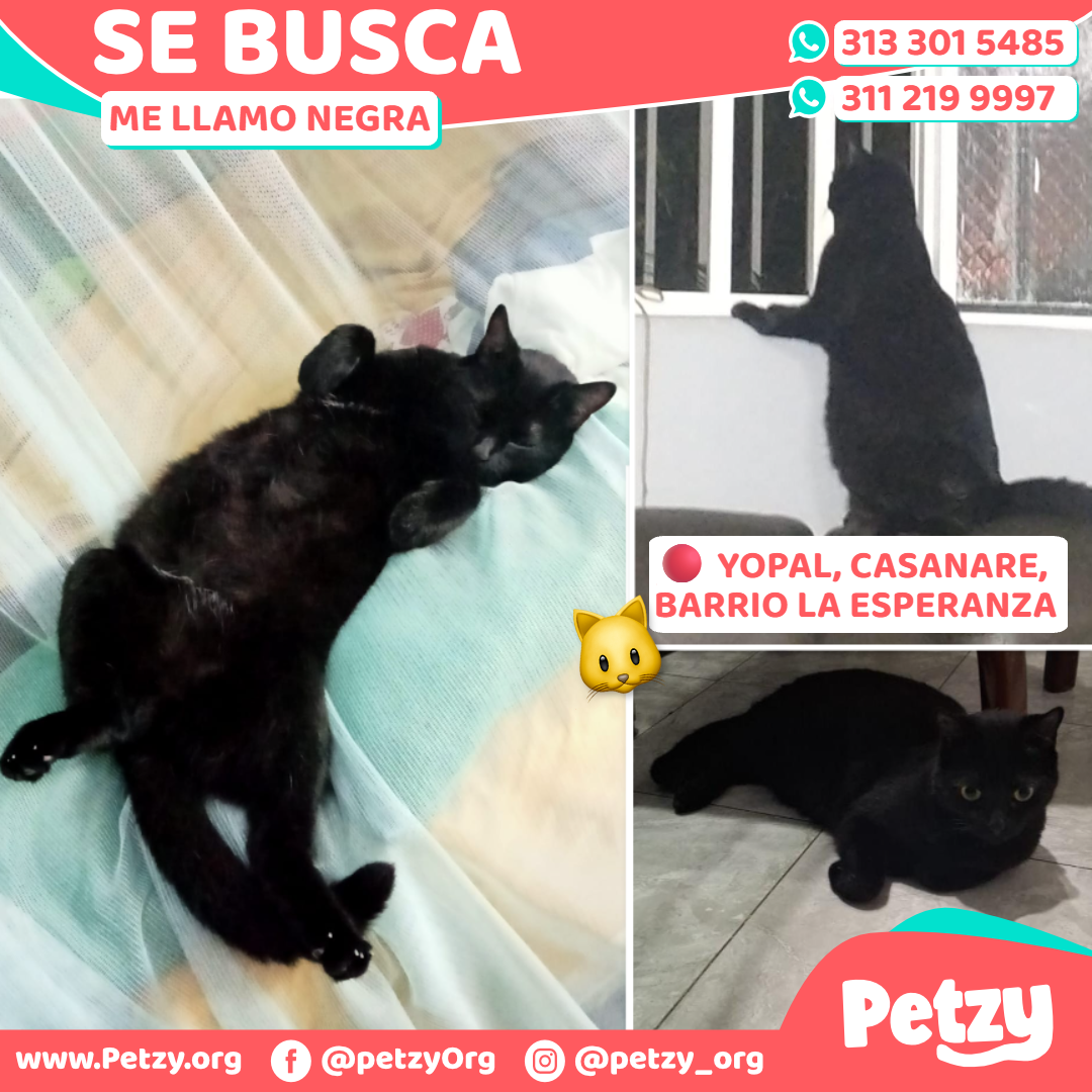 Negra