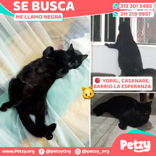 Negra