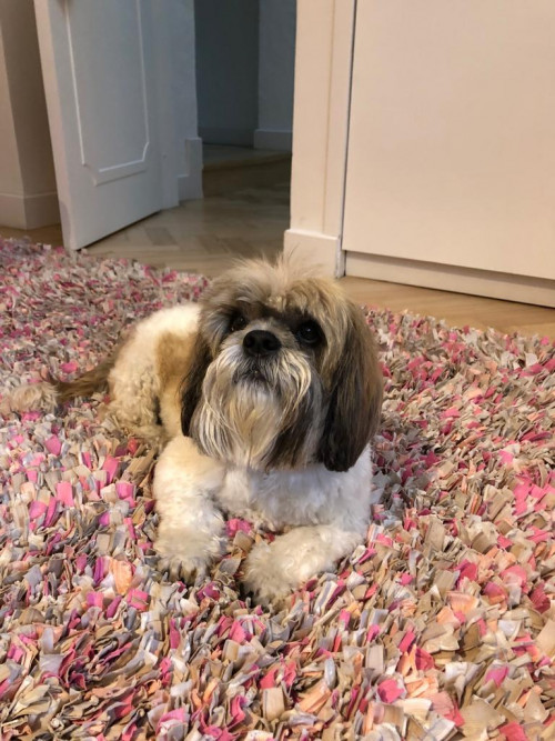 Otto