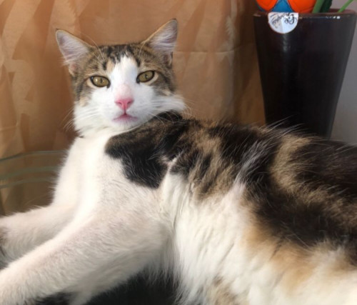 Lulú