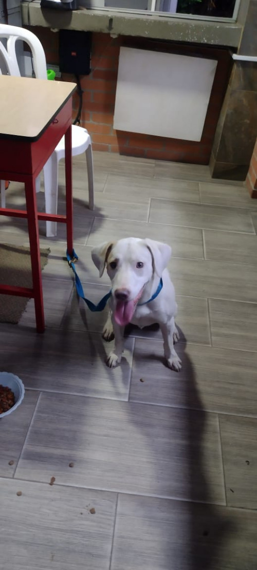 La Familia De Este Perrito