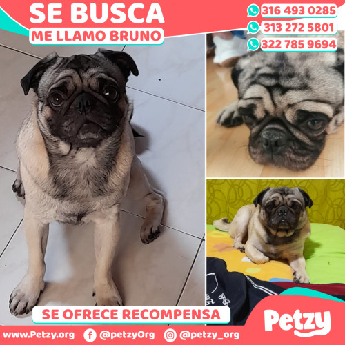 Foto de mascota Bruno