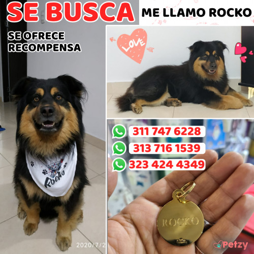 Foto de mascota Rocko